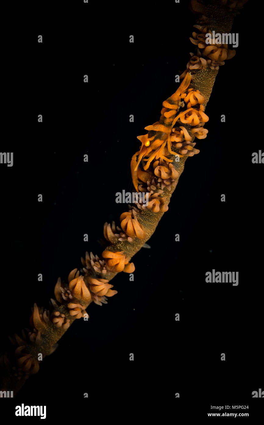 Peitsche coral Partner Garnelen (Dasycaris zanzibarica) auf dem Wrack Point Tauchplatz, Puerto Galera, Philippinen Stockfoto