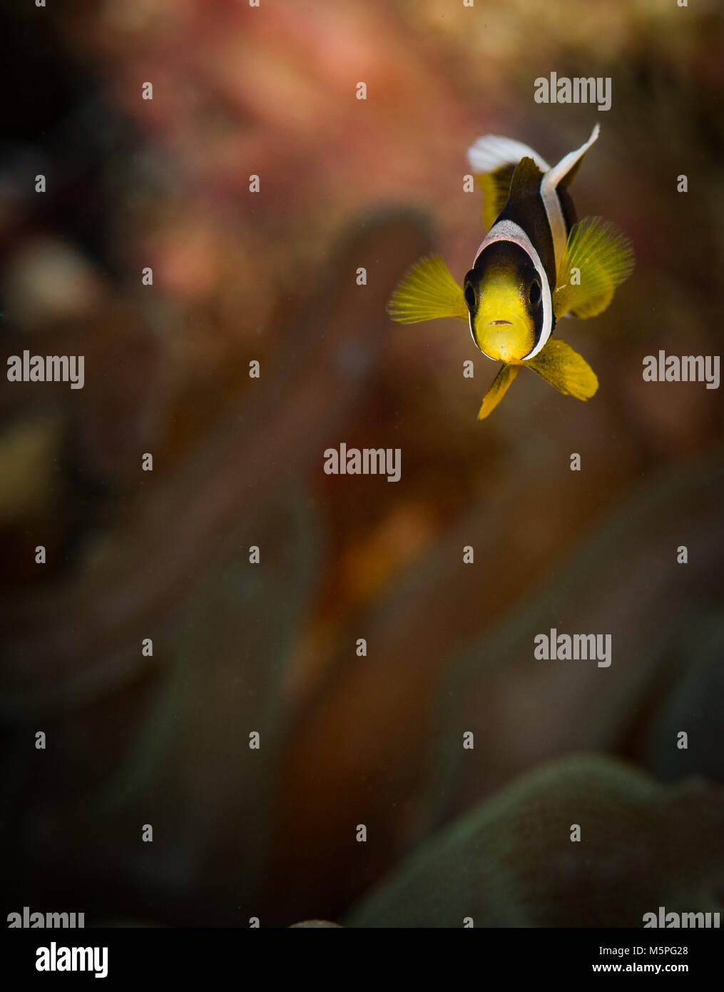 Juvenile Eastern Clownfisch (Lutjanis percula) auf dem St. Christopher's Wreck Dive Site, Puerto Galera, Philippinen Stockfoto