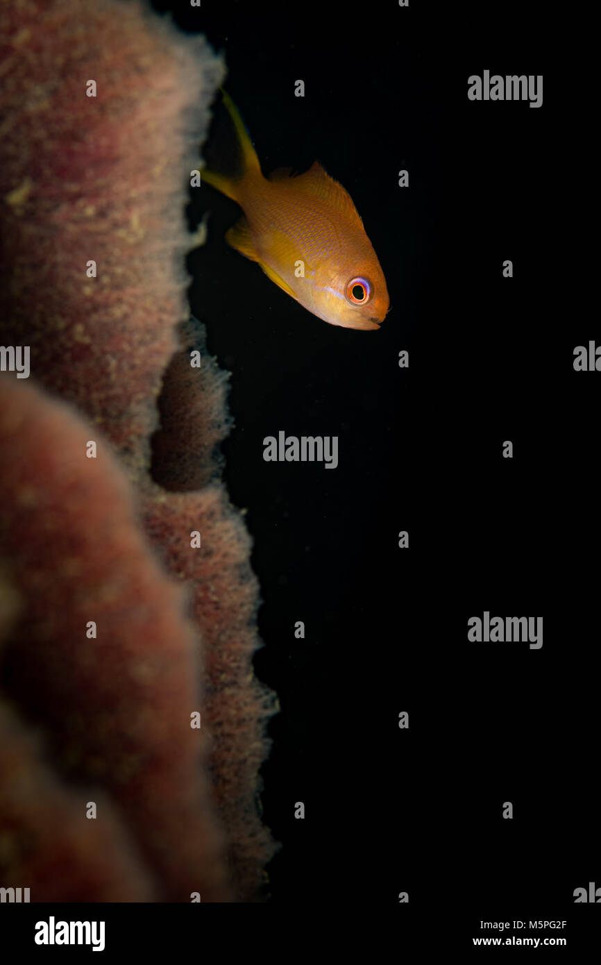 Eine Anthias Peaks aus der Koralle Auf der Riesenmuschel Tauchplatz, Puerto Galera, Philippinen Stockfoto