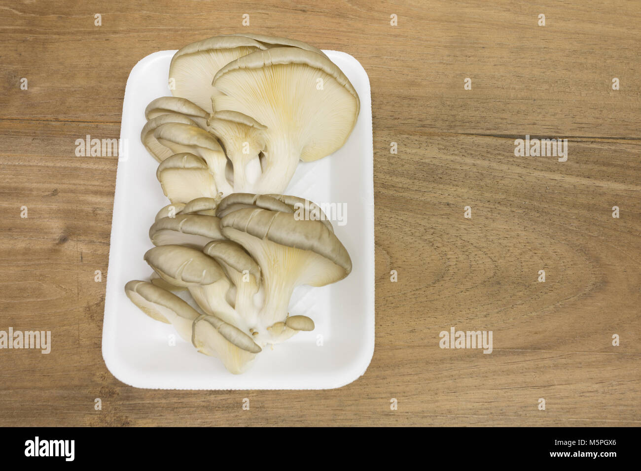 Oyster mushroom (Pleurotus ostreatus) in weissem Styropor essen Fach, Mitte links, auf hölzernen Hintergrund Stockfoto