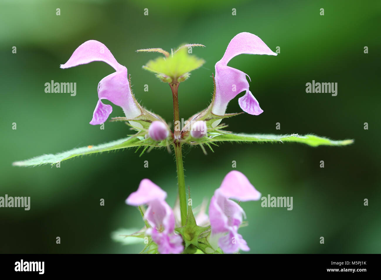 Blühende blind Brennnessel - heilpflanze Stockfoto