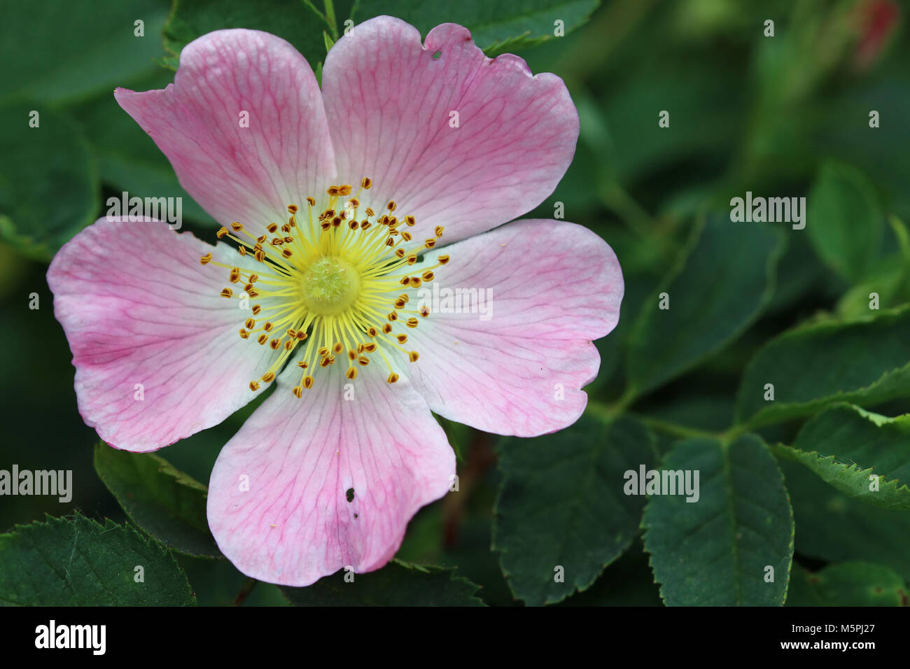 Detail der Blüte von Wild Rose Strauch Stockfoto