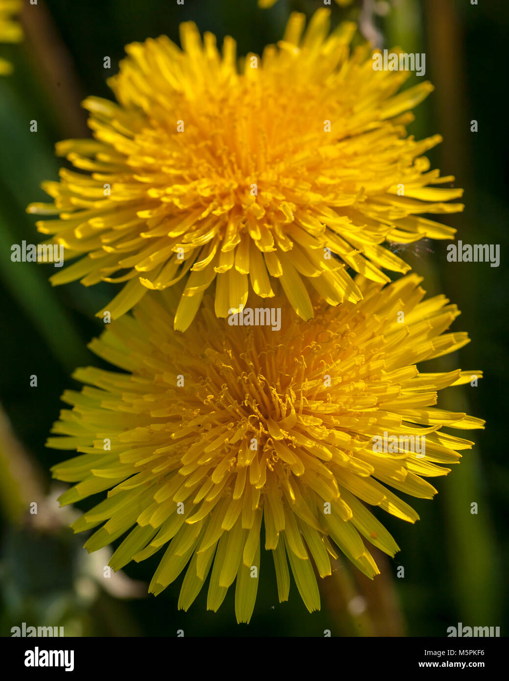 Löwenzahn Stockfoto