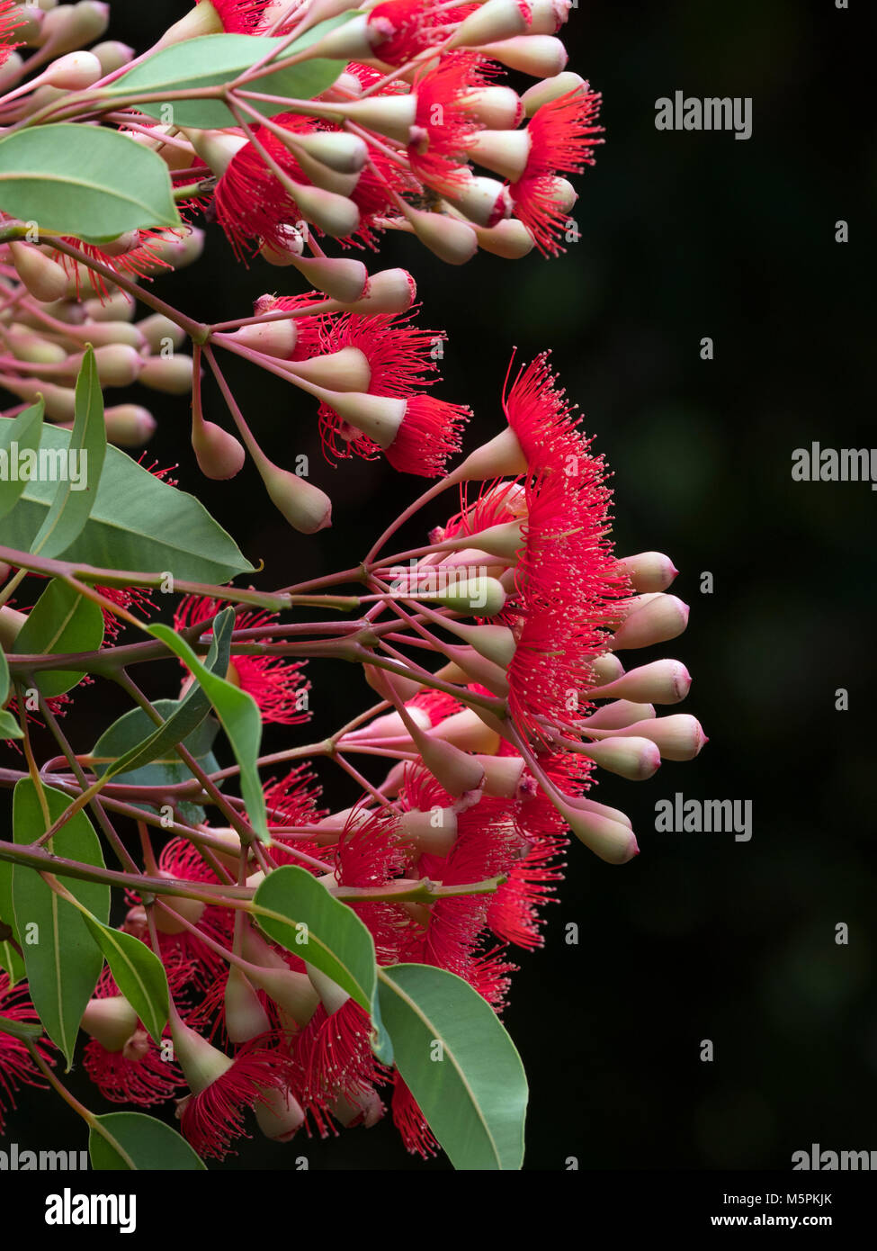 Rote Blüte Gummi Corymbia ficifolia Melbourne botanischer Garten Stockfoto