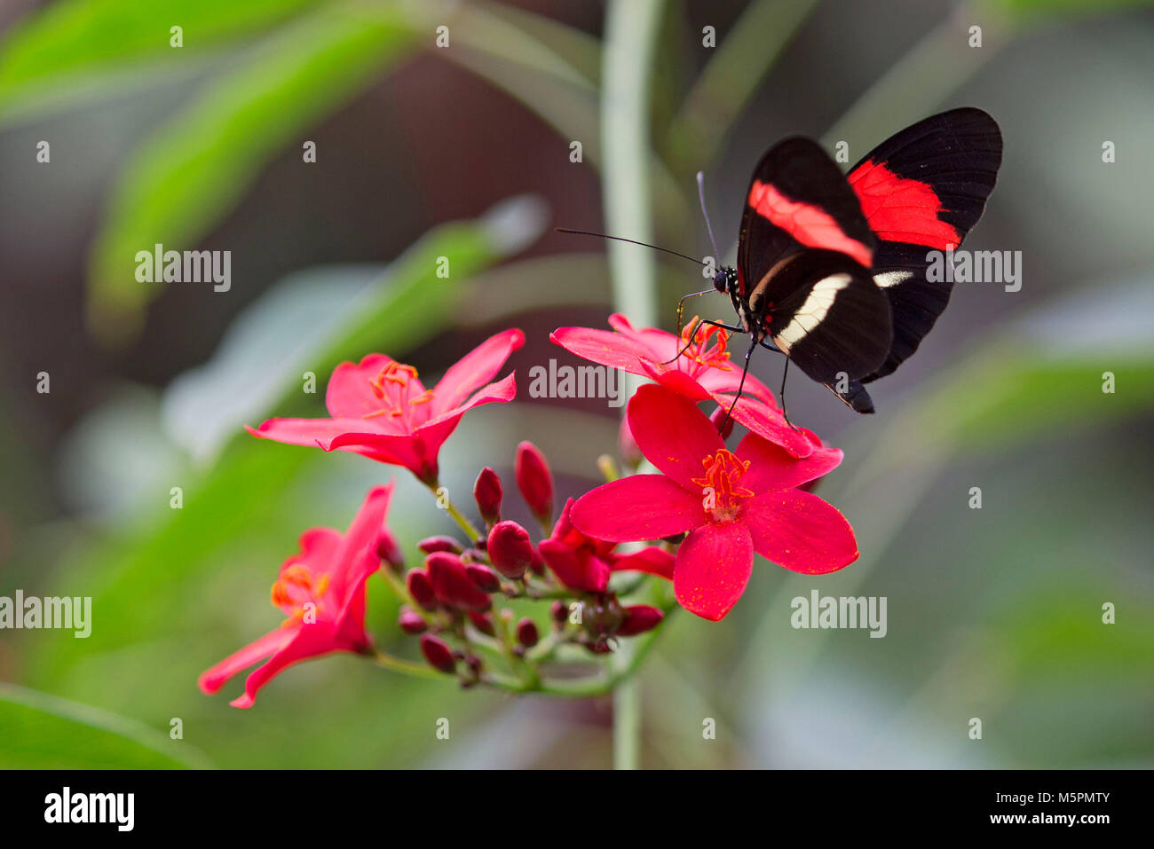 Rote und schwarze Postbote Schmetterling auf rote Blumen Stockfoto