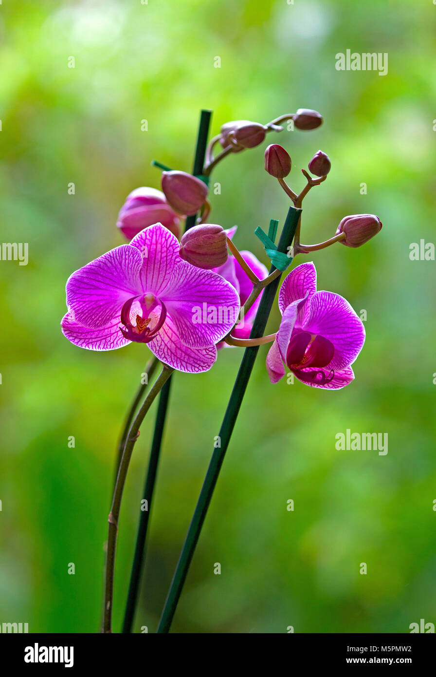 Wilde Orchideen closeup über grüner Hintergrund Stockfoto