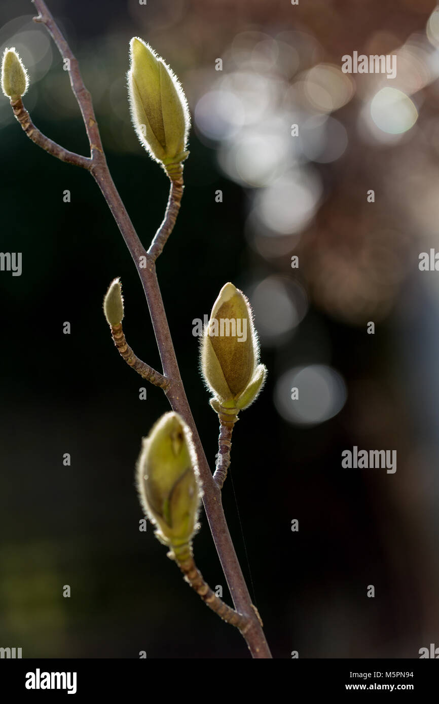 Magnolia Knospen wachsen im späten Winter Februar Sonnenschein Stockfoto