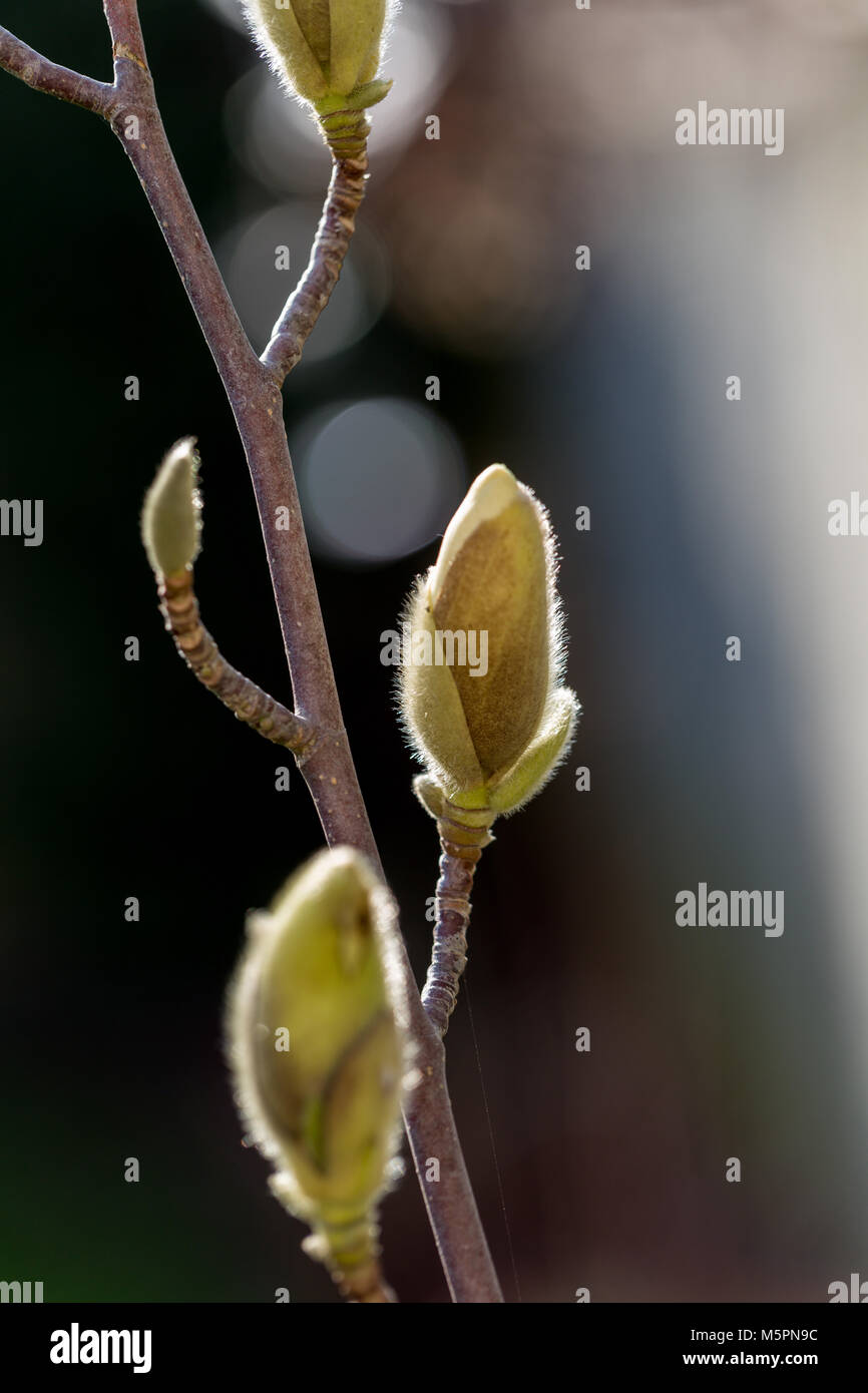 Magnolia Knospen wachsen im späten Winter Februar Sonnenschein Stockfoto