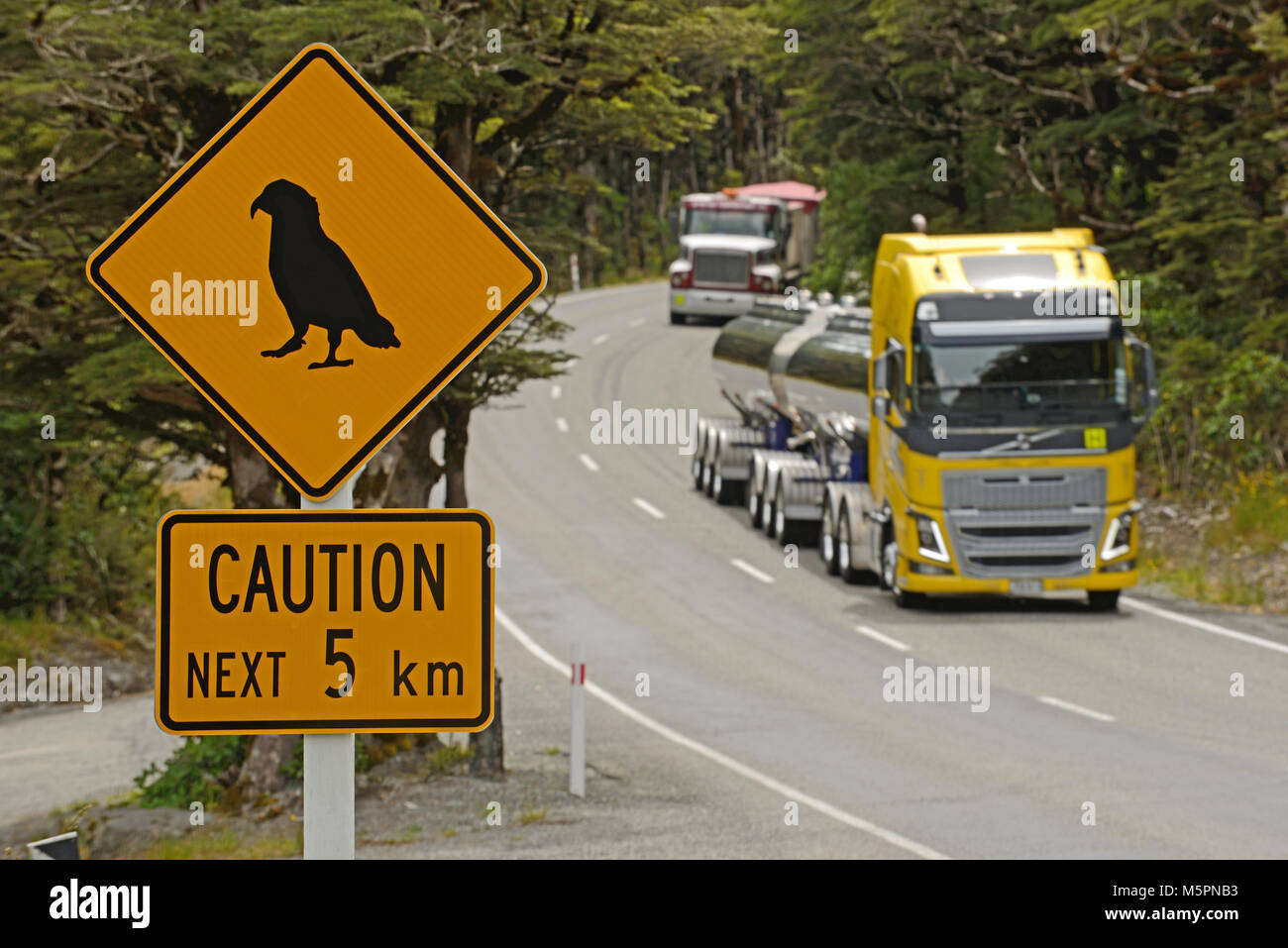 Verkehr in Arthus Pass National Park geht durch den Gefahrenbereich für Kea (Nestor notabilis), native alpine Papageien, Westland, Neuseeland Stockfoto