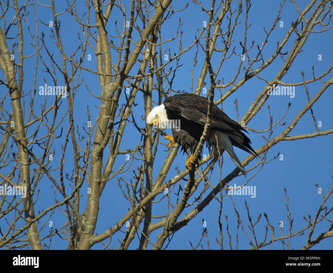 Nach der Weißkopfseeadler (Haliaeetus leucocephalus) Reinigung Federn in der Nähe von Padilla Bay im Staat Washington, USA Stockfoto