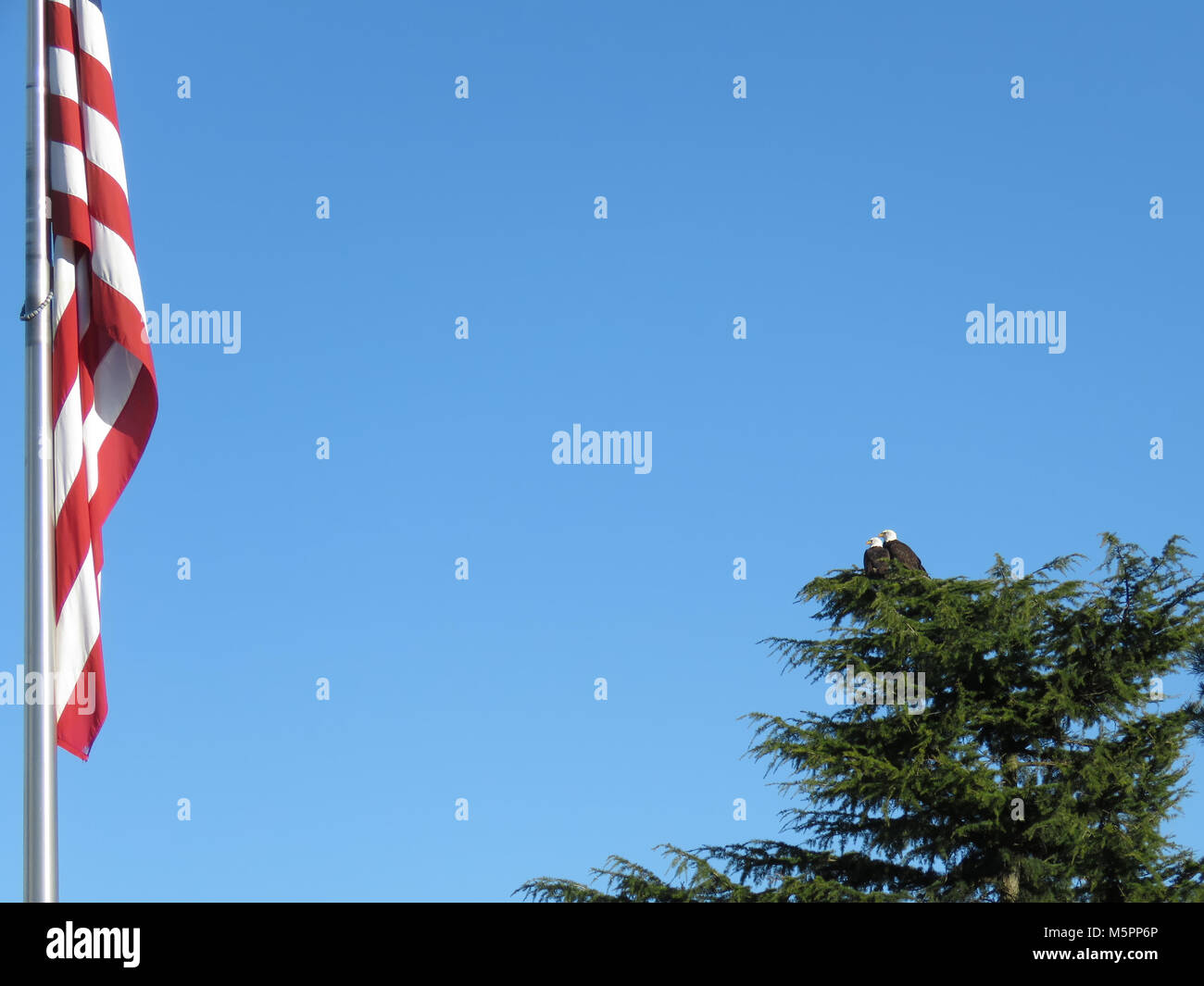 Amerikanische Flagge und zwei erwachsene Weißkopfseeadler (Haliaeetus leucocephalus) in der Nähe von Padilla Bay im Staat Washington, USA Stockfoto