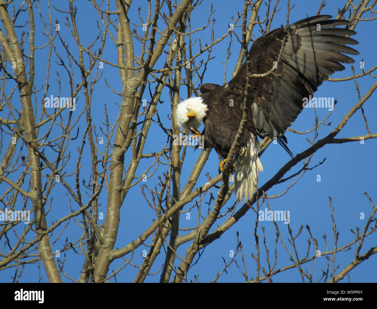 Nach der Weißkopfseeadler (Haliaeetus leucocephalus) Reinigung Federn in der Nähe von Padilla Bay im Staat Washington, USA Stockfoto