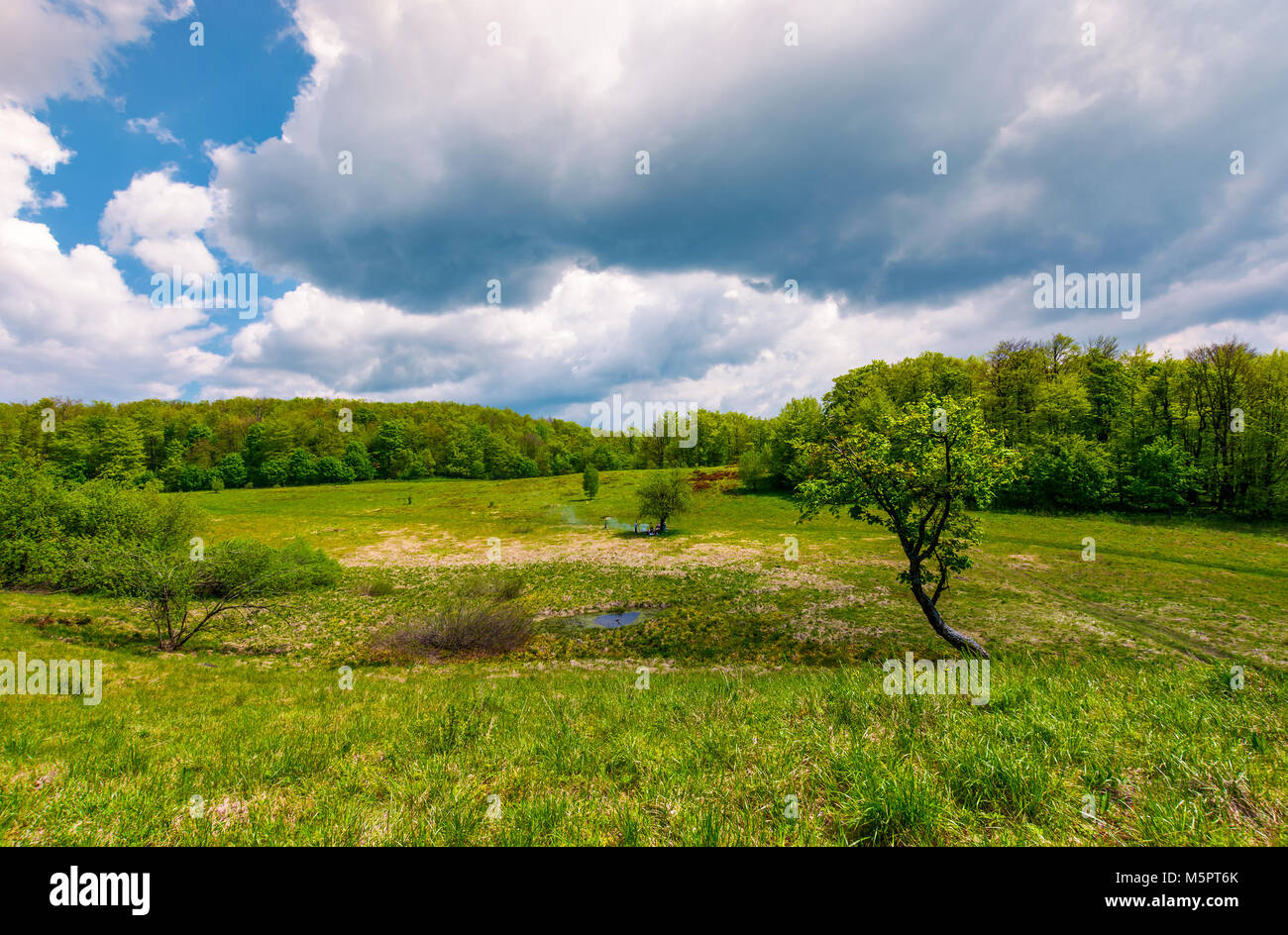 Baum auf einem Buckel auf der grünen Wiese unter den Wald. schöne Natur Landschaft an einem bewölkten Sommertag Stockfoto