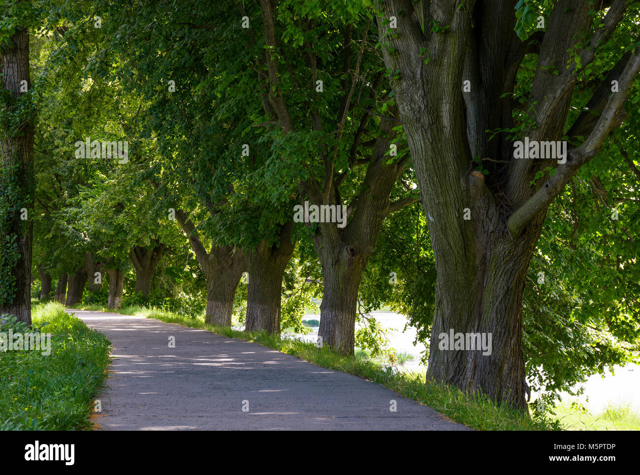 Weg unter den Bäumen des längsten linden Gasse in Europa. Lage Ushgorod in der Ukraine Stockfoto