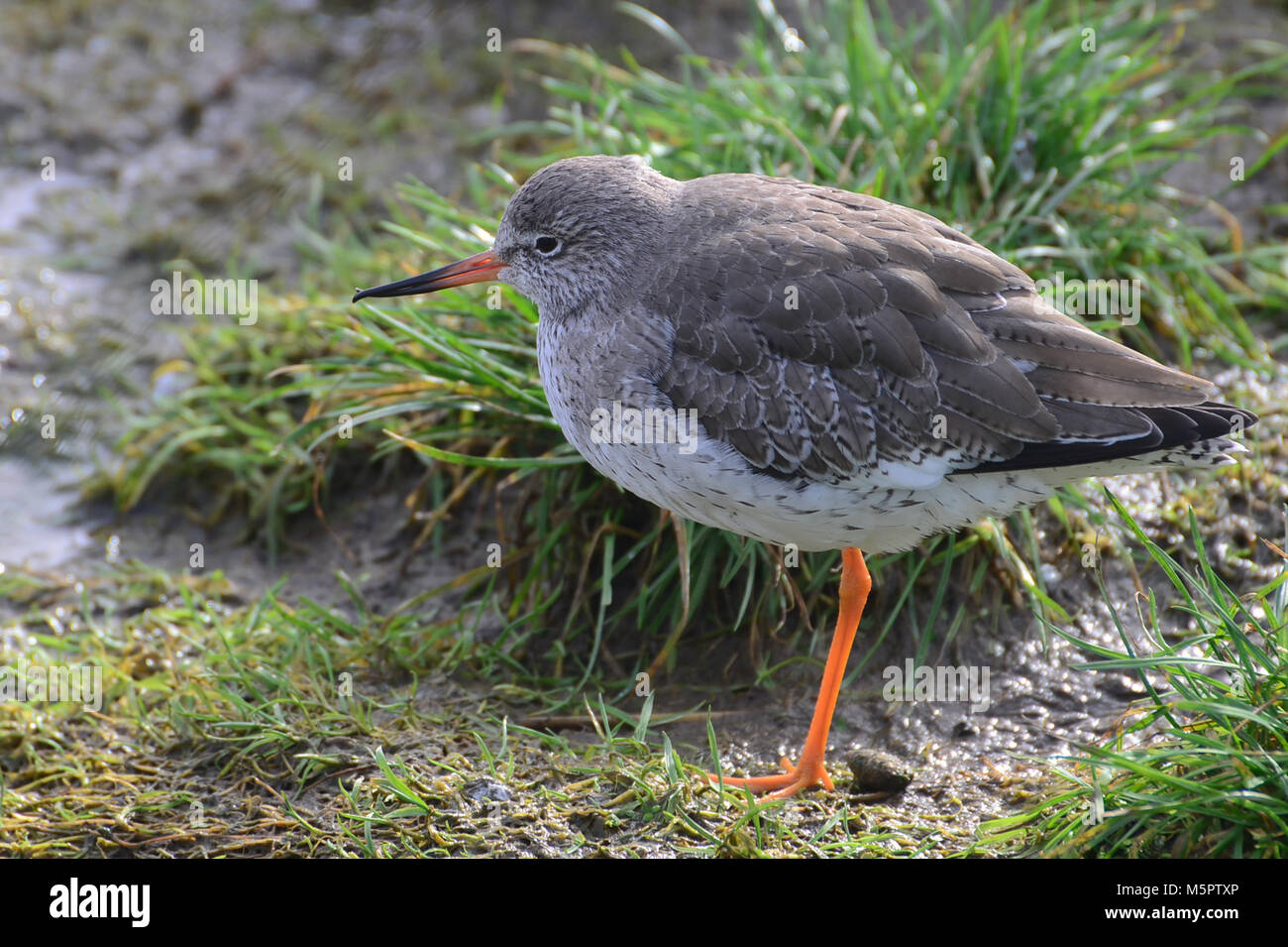 Gemeinsame Rotschenkel lag bei Waters Edge, Großbritannien Wader Stockfoto