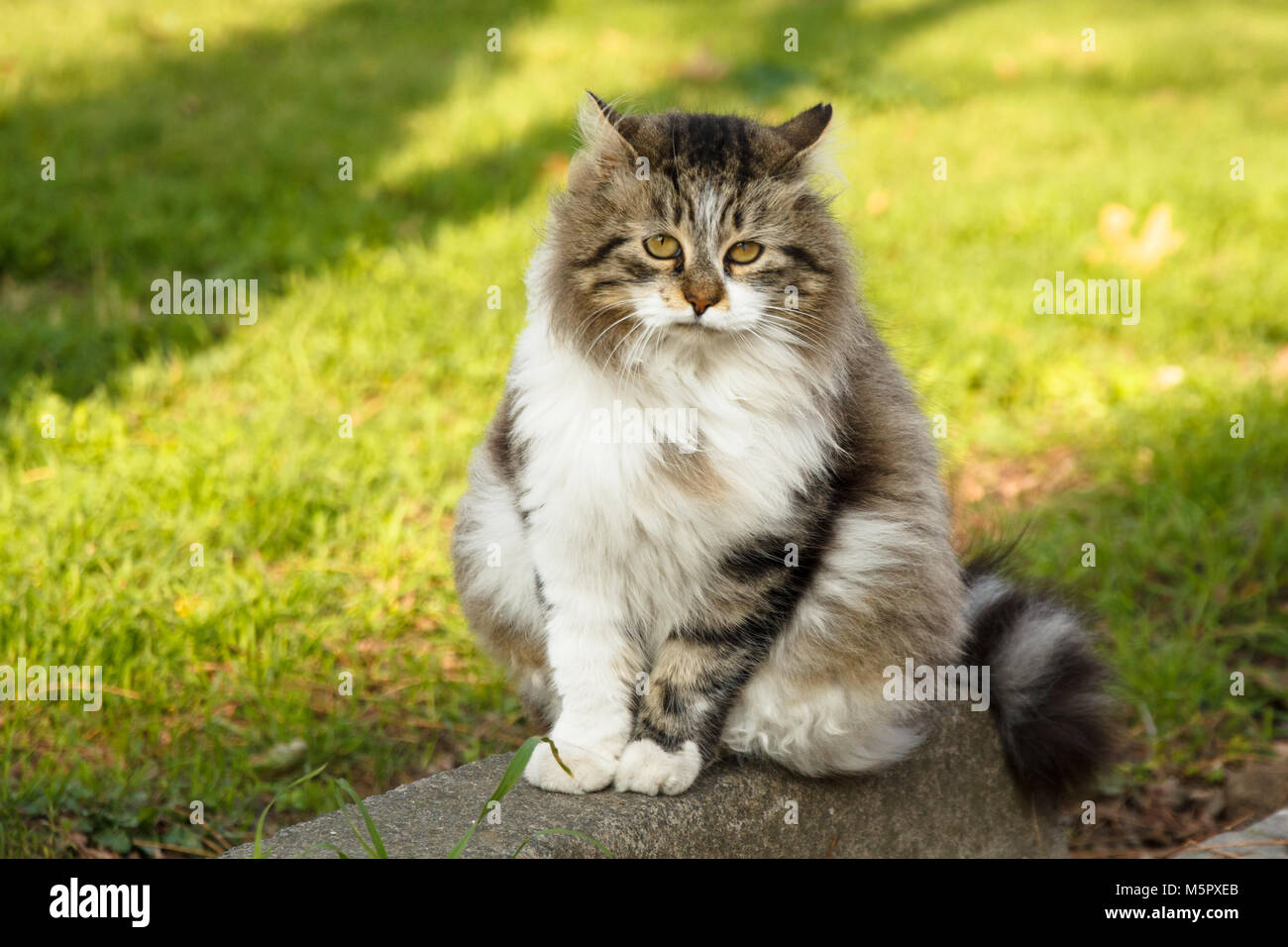 Die meisten traurig Istanbul cat auf der Erde wartet auf eine Art Person - ein Mann, eine Frau oder eine andere Katze. cr2 Stockfoto