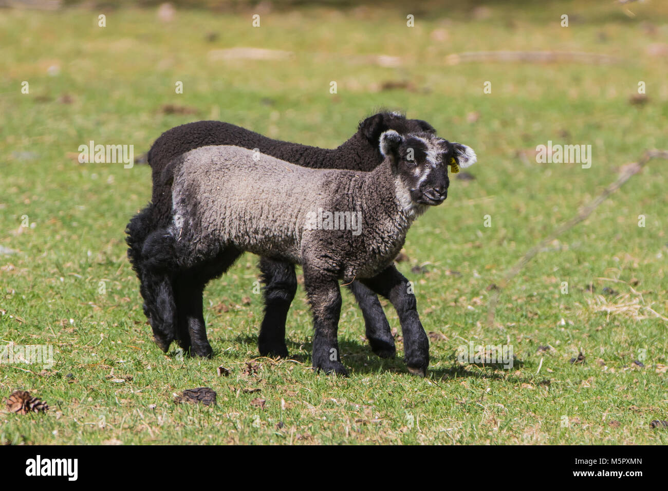 Coopworth Schafe und Lämmer Stockfoto