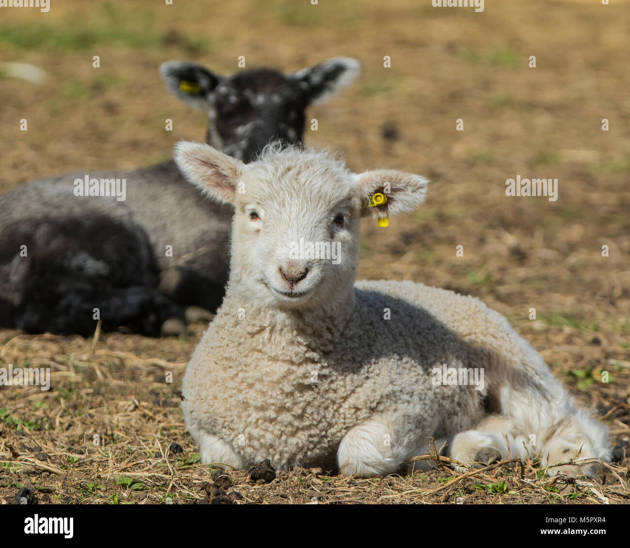 Coopworth Schafe und Lämmer Stockfoto