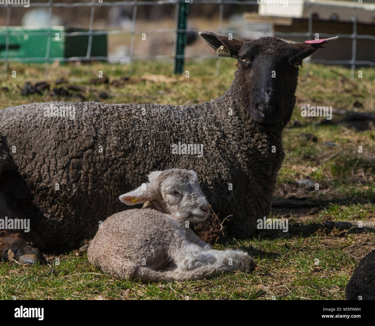 Coopworth Schafe und Lämmer Stockfoto