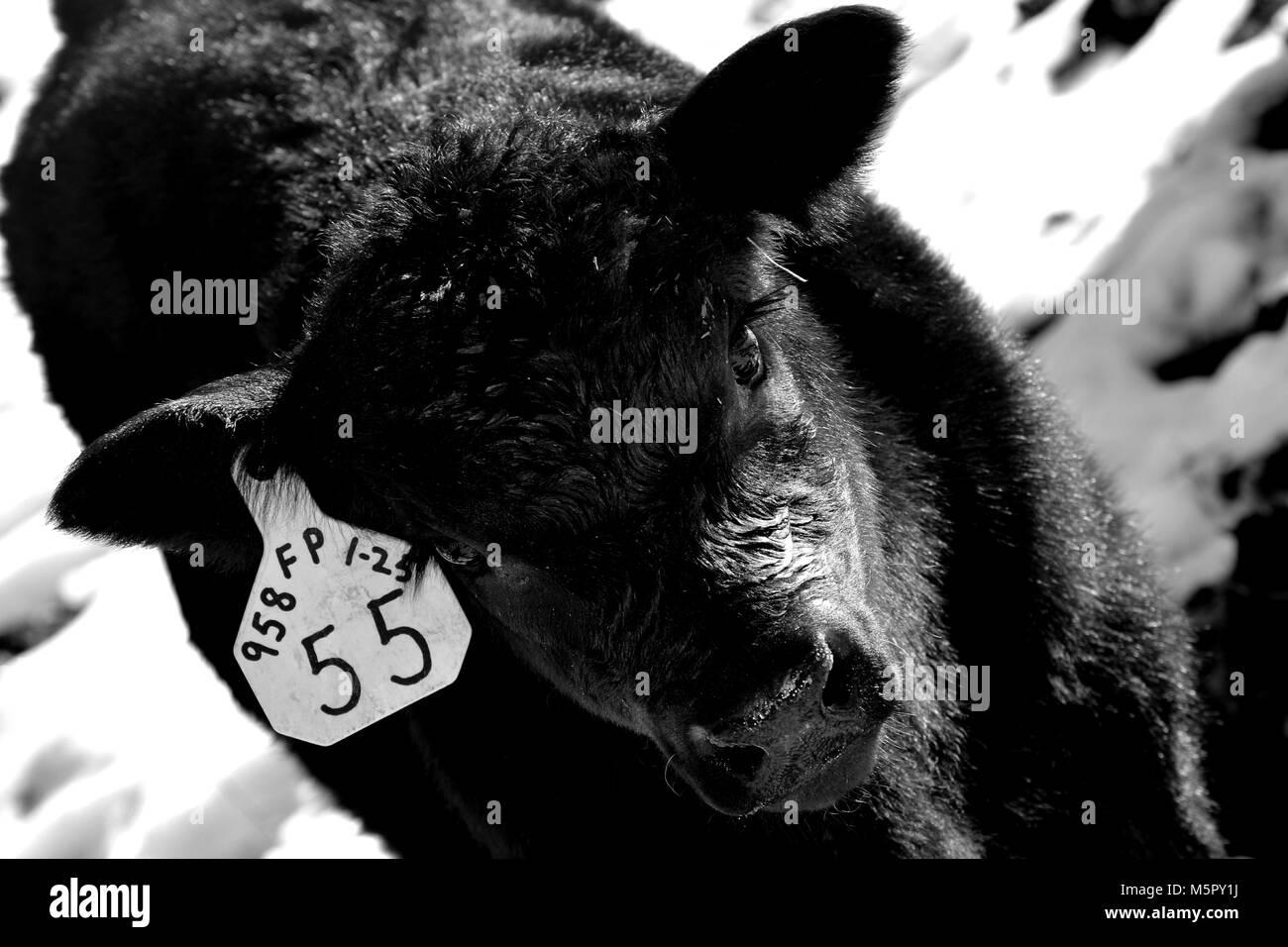 Susses Tierbaby Schwarzweiss Stockfotos Und Bilder Alamy
