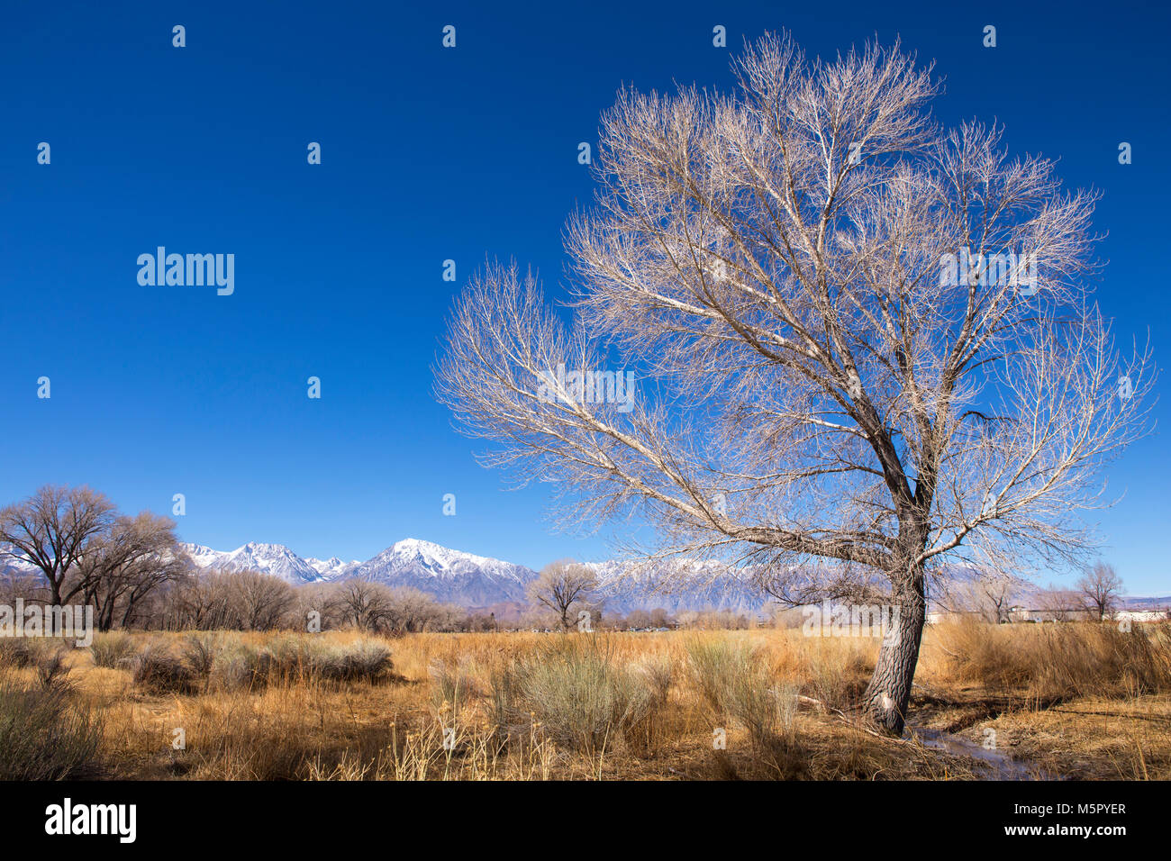 Die schneebedeckten Berggipfel der östlichen Sierra Nevada Mountains, wie von der Stadt Bischof in Kalifornien USA gesehen Stockfoto