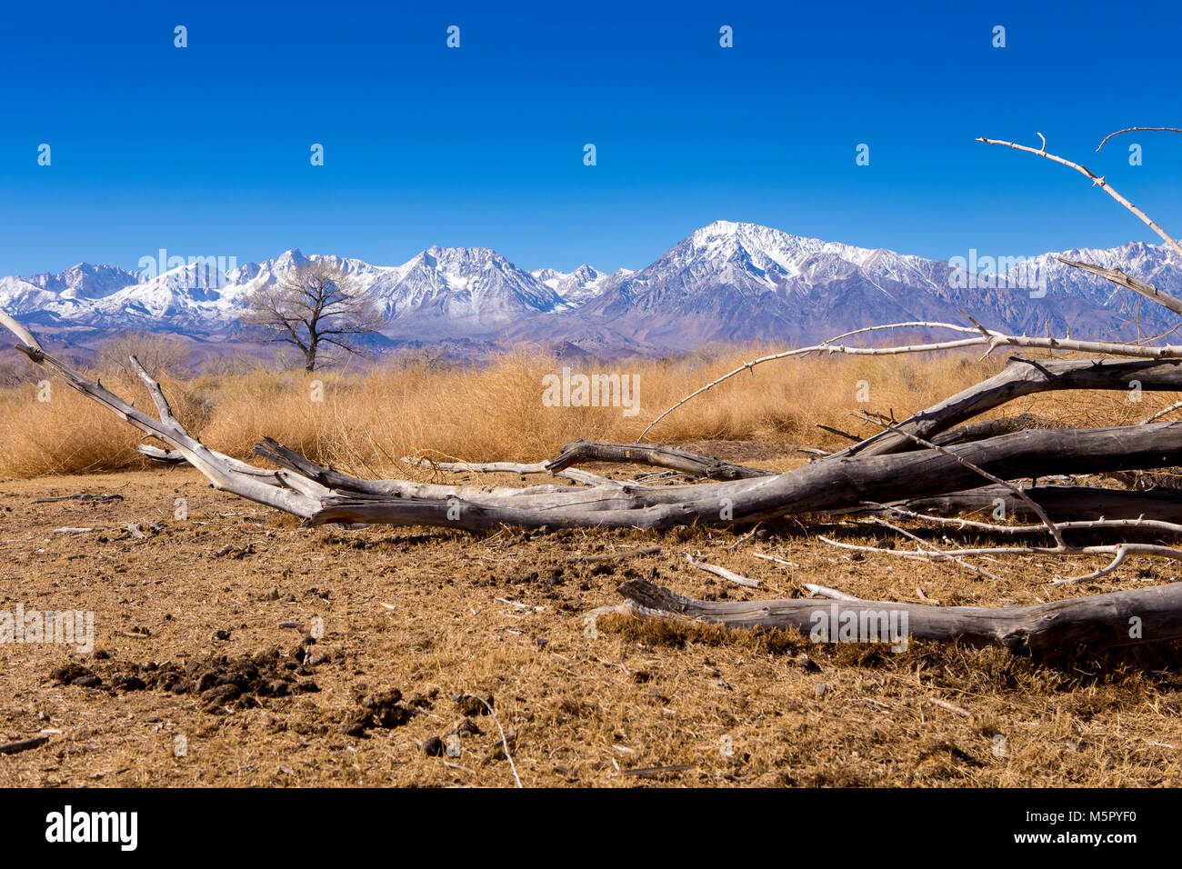 Die schneebedeckten Berggipfel der östlichen Sierra Nevada Mountains, wie von der Stadt Bischof in Kalifornien USA gesehen Stockfoto