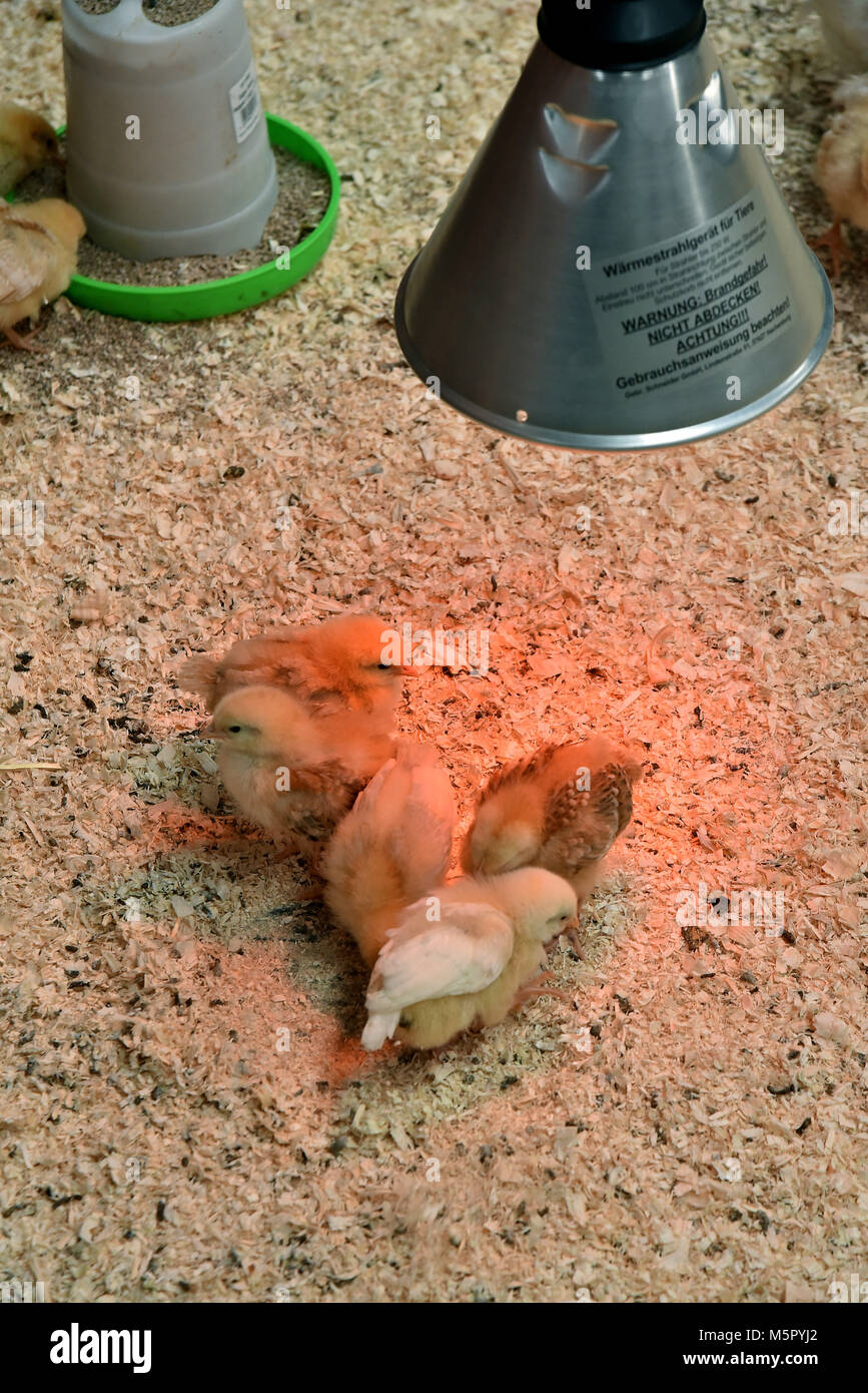 Landwirtschaft, eine neu geborene Lamm, ein saddleback Leistungsbeschreibung mit Ihrem neu geborenen Ferkel und frisch geschlüpfte Küken unter eine Wärmelampe. Stockfoto