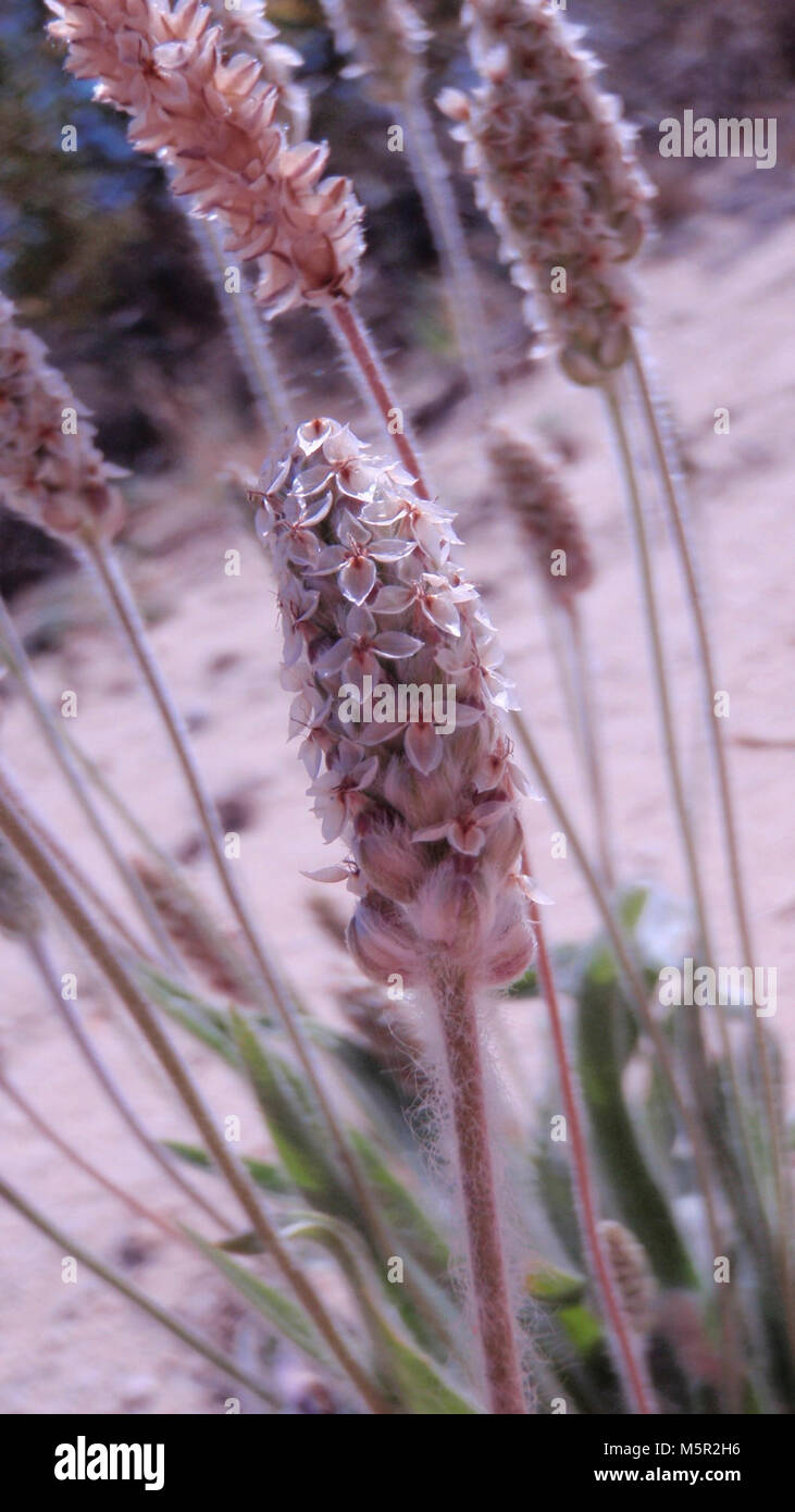 Wüste indianwheat (Plantago ovata). Stockfoto