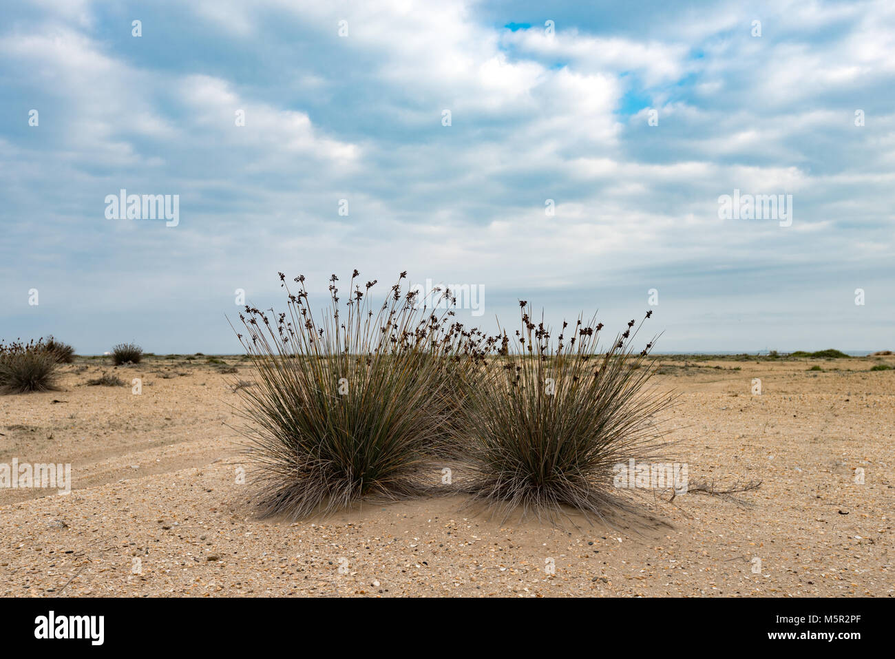 Kap-Rush, exotische Pflanze Stockfoto