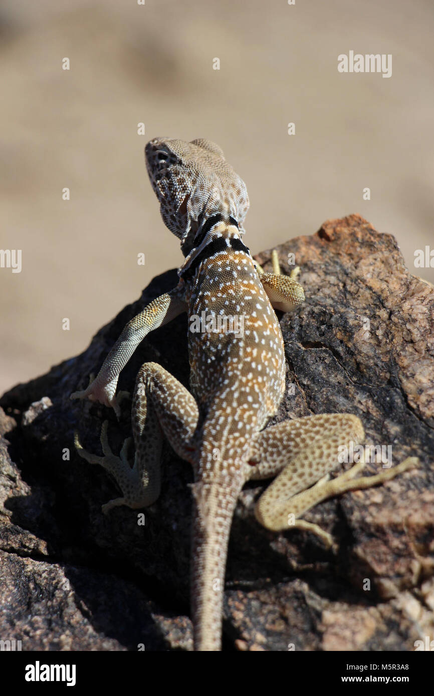 Great Basin Collared Lizard. Stockfoto Great Basin Collared Lizard. Stockfoto