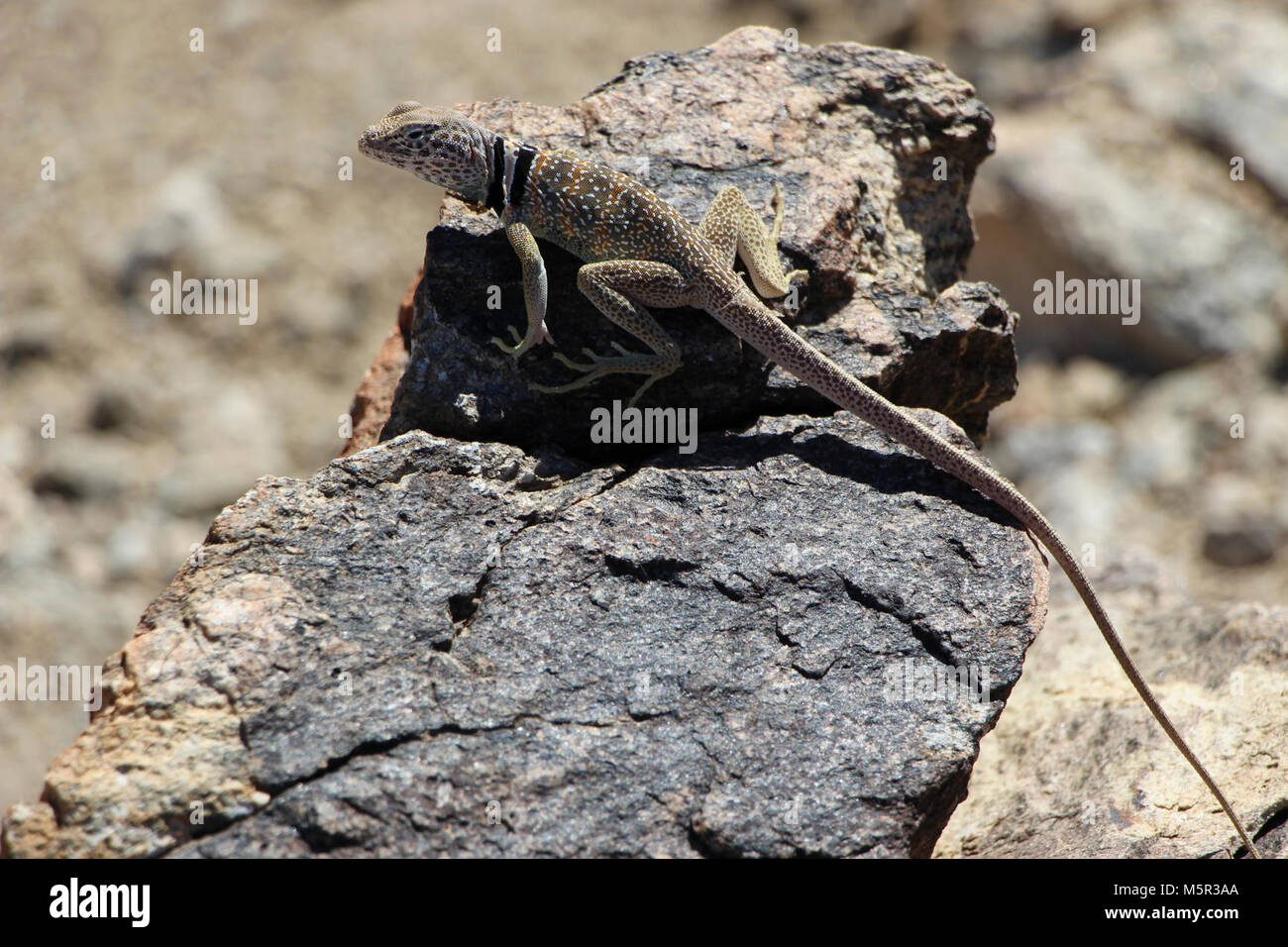 Great Basin Collared Lizard. Stockfoto Great Basin Collared Lizard. Stockfoto
