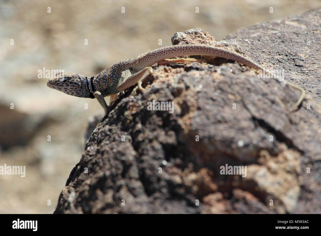 Great Basin Collared Lizard. Stockfoto Great Basin Collared Lizard. Stockfoto