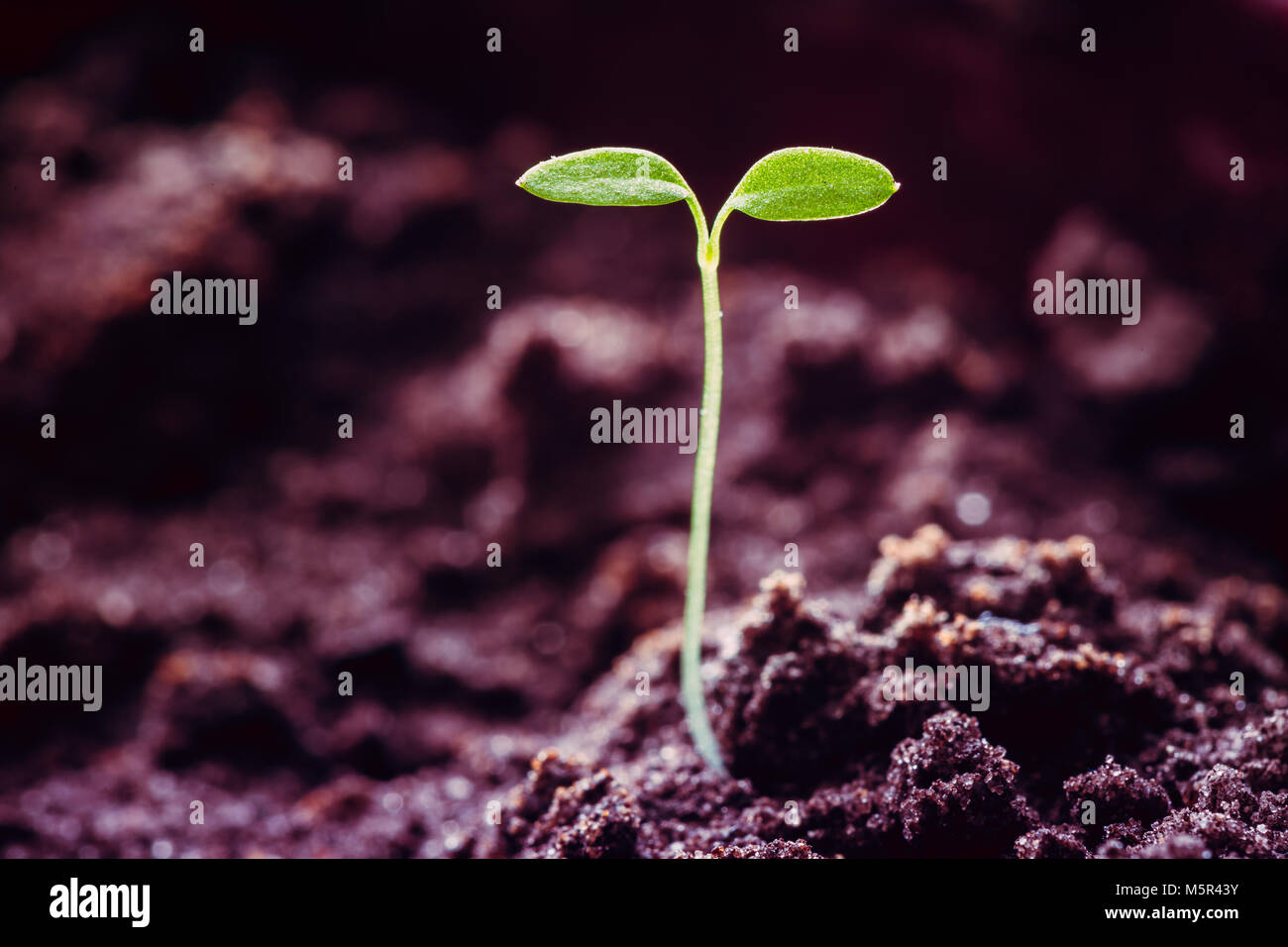 Wachsende Grün sprießen aus dem Boden im Frühjahr landwirtschaftlichen Saison. Konzept des neuen Lebens. Getönten Foto in Ultra-violette Farbe. Stockfoto