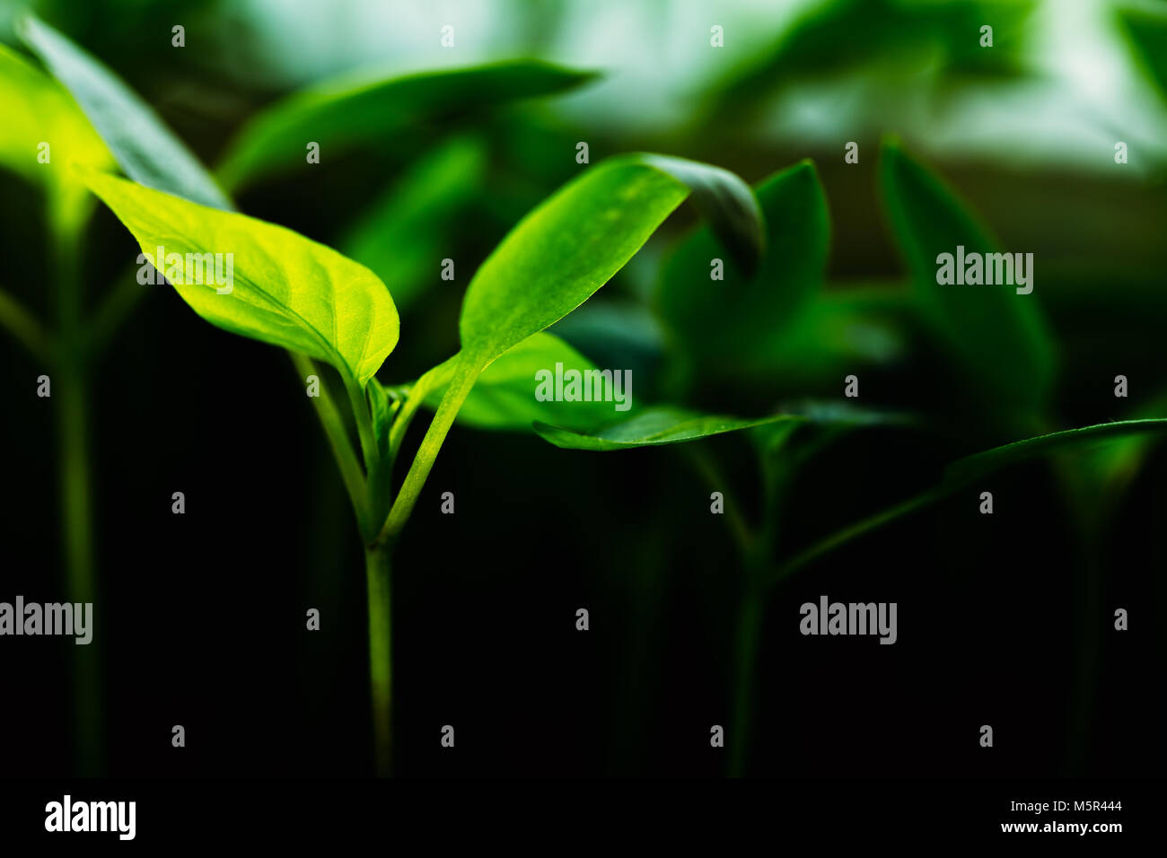 Grüne Spross mit Blatt, Blätter wachsen. Frühling-Konzept des neuen Lebens. Landwirtschaftlichen Saison Stockfoto