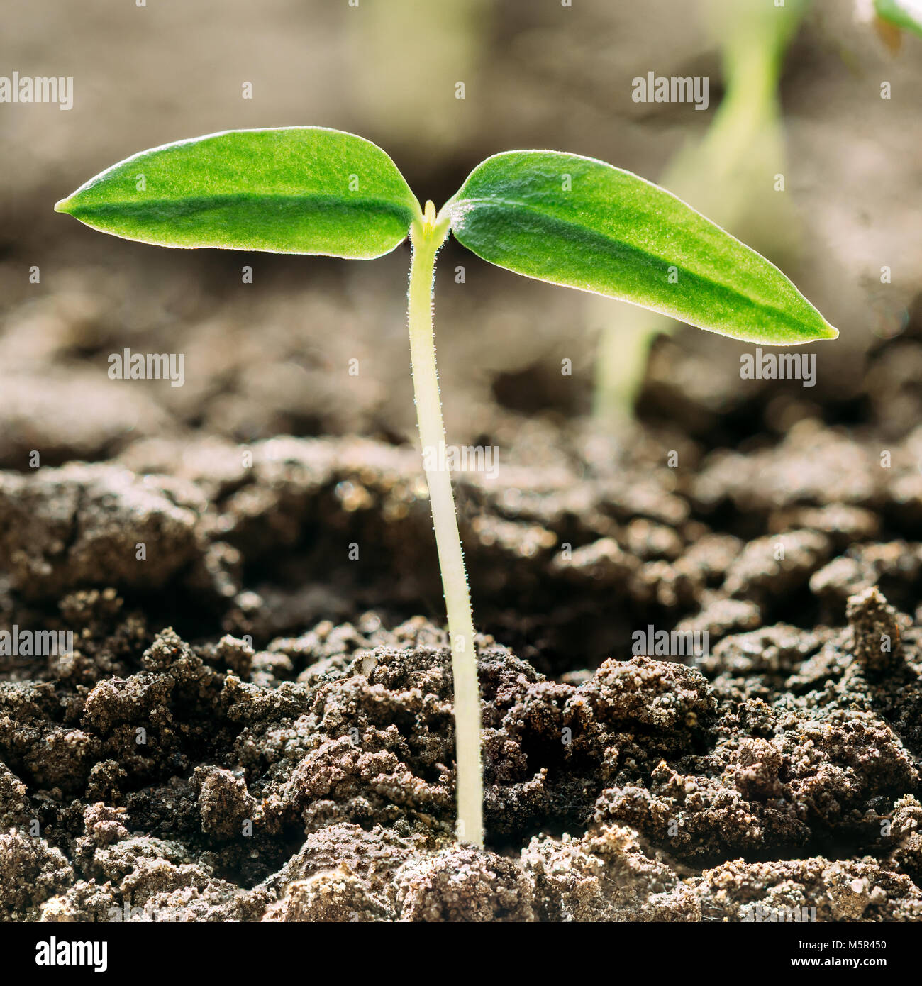Grüne Spross mit Blatt, Blätter wachsen aus dem Boden auf Sonnenlicht. Frühling, Konzept des neuen Lebens. Landwirtschaftlichen Saison Stockfoto