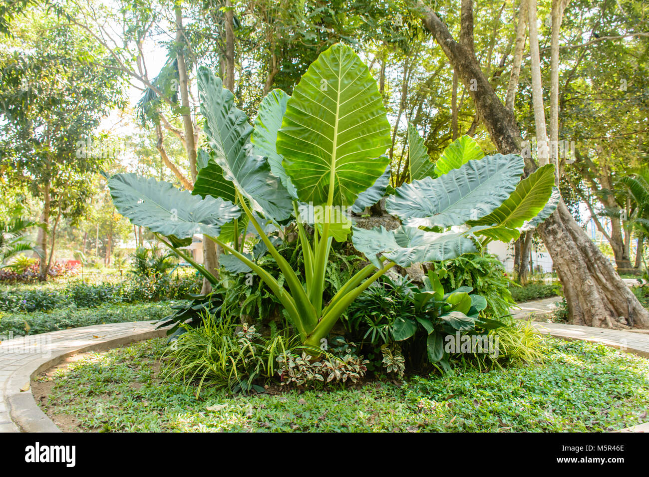 Foto von großen Colocasia gigantea Anlage Stockfoto