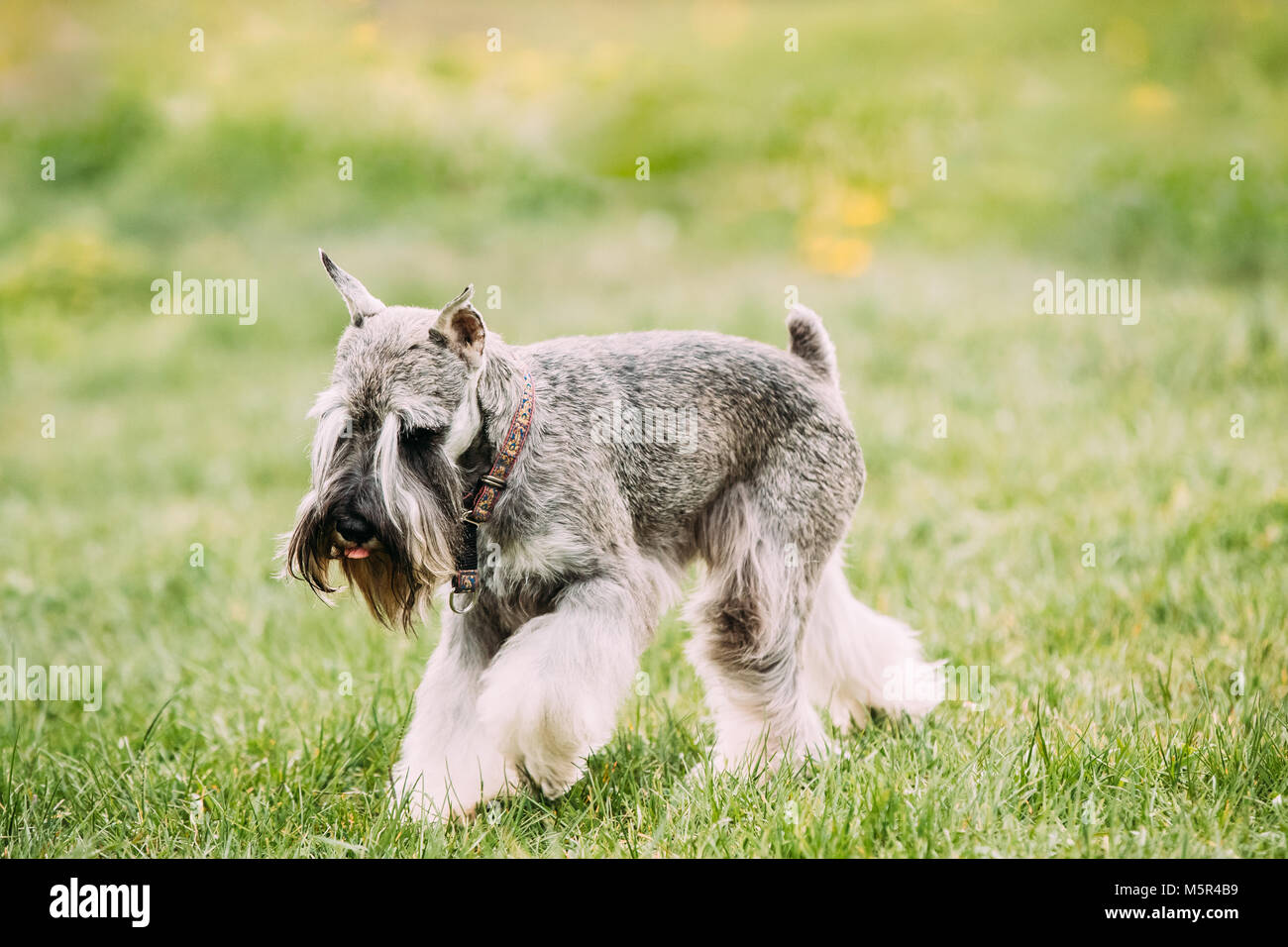 Kleine Zwergschnauzer Hund Zwergschnauzer Spielen im Freien im Green Park Wiese. Nach schwarz-silber mit natürlichen Ohren, lange Augenbrauen und Vollbart Stockfoto