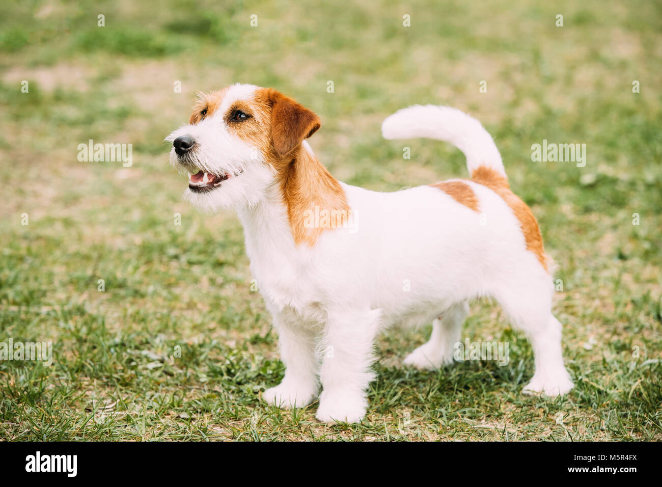 Weiße und Rote Junge Rauen beschichtet Jack Russell Terrier Hund stehend auf grünem Gras. Kleine Terrier. Stockfoto