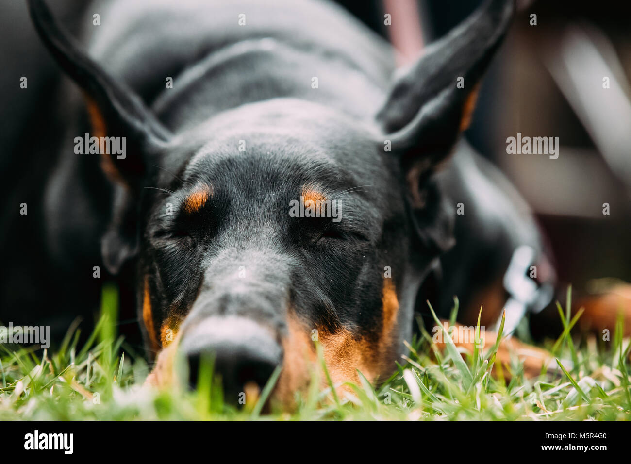 Jung, schön, Schwarz und tan Dobermann Ruhe im grünen Gras. Dobermann ist eine Rasse Für, Intelligent, aufmerksam, und treuen Begleiter für Hunde. Stockfoto