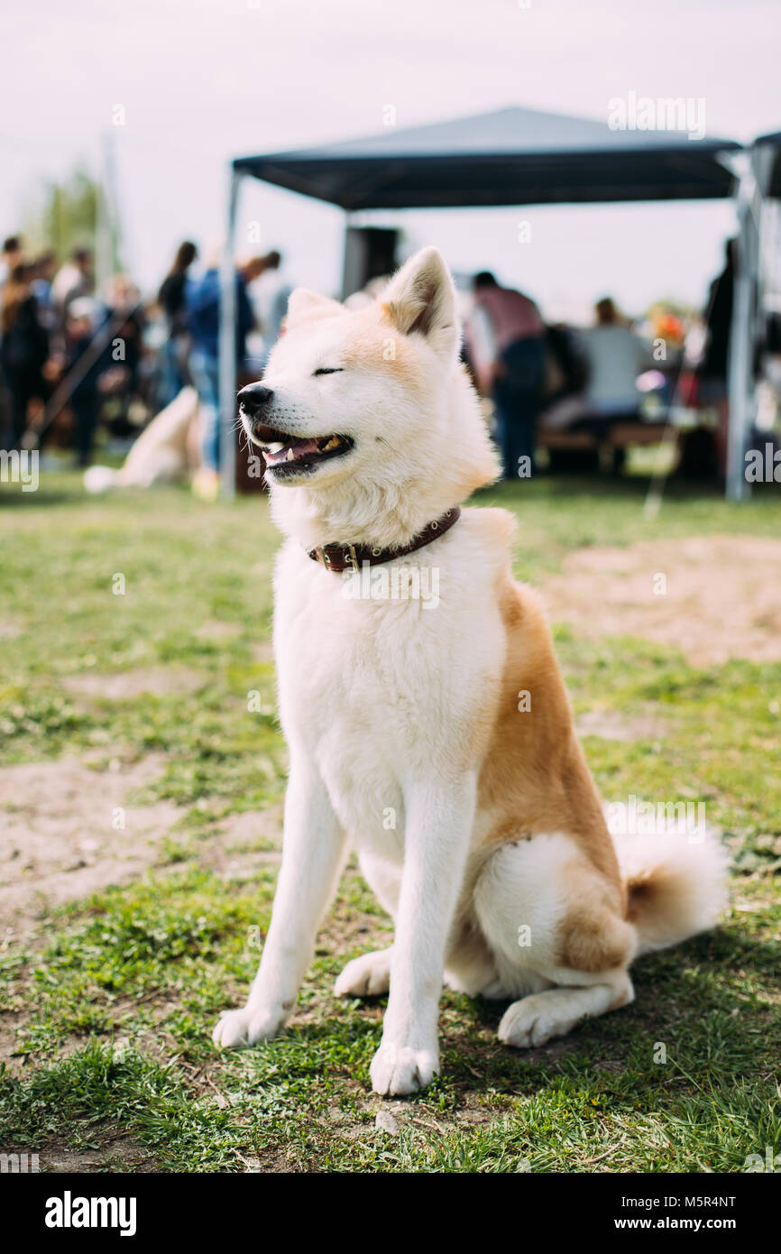 Akita Hund oder Akita Inu, Japanischen Akita Sitzen auf grünem Gras. Smiling Dog. Der Hund Augen sind geschlossen Stockfoto