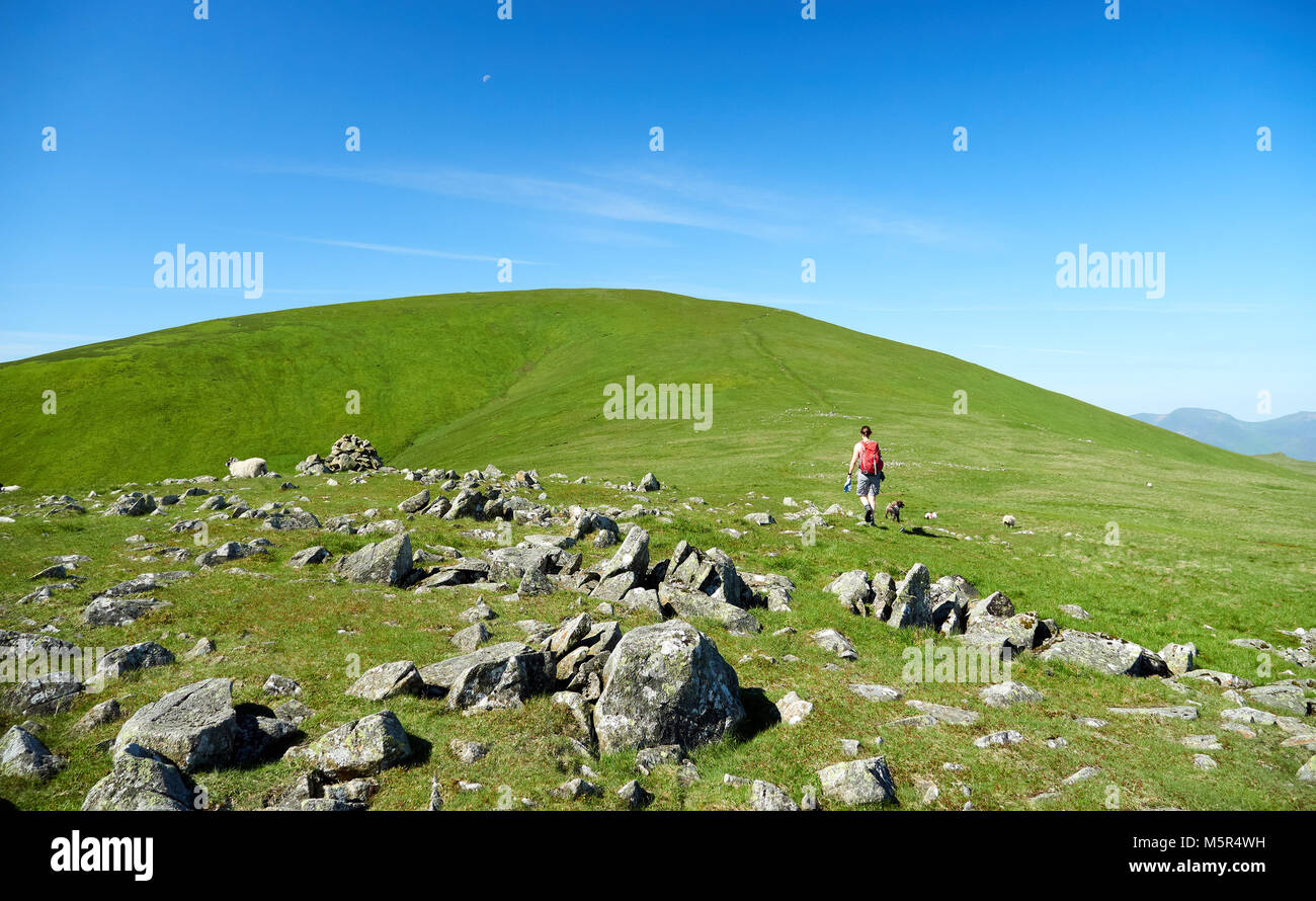 Ein Wanderer und ihrem Hund gehen auf einem grünen Hügel mit blauer Himmel in der englischen Landschaft. Stockfoto