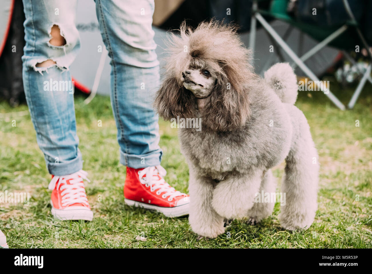 Grauer Pudel stehend in der Nähe von Frau Fuß im grünen Gras. Stockfoto