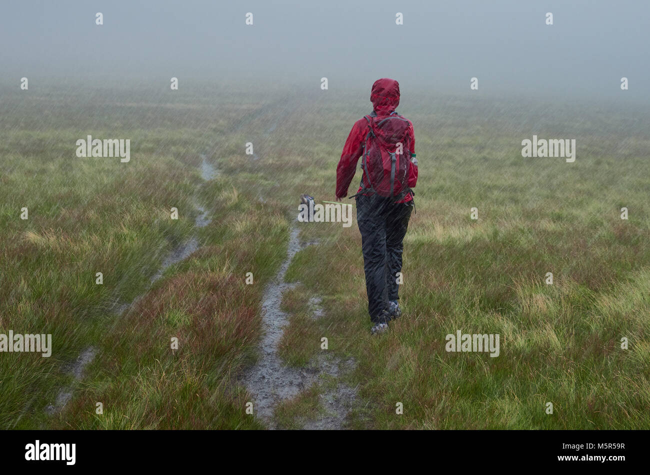 Ein Wanderer zu Fuß zusammen mit ihrem Hund in strömendem Regen auf einem Hügel, England, UK. Stockfoto
