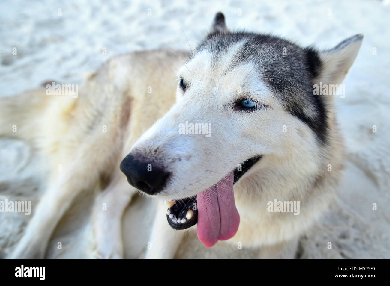 Hund Sibirischen am Strand in Thailand Samed Insel entspannen Stockfoto