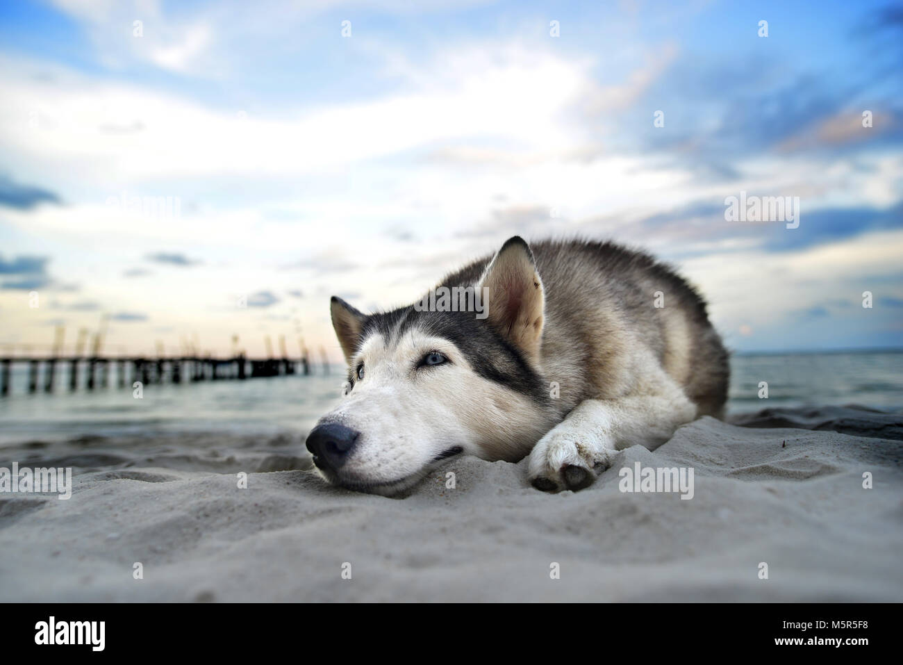 Hund Sibirischen am Strand in Thailand Samed Insel entspannen Stockfoto