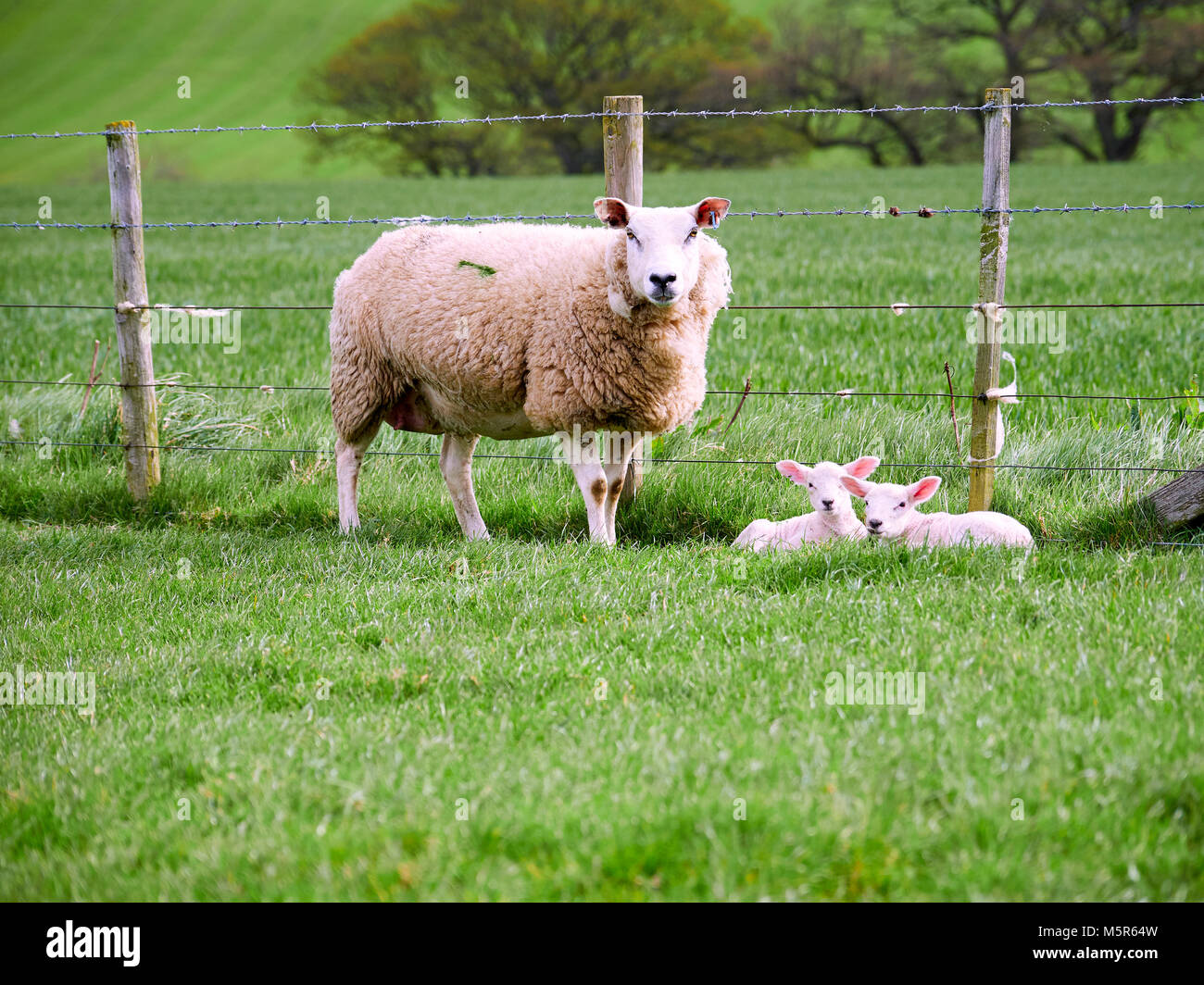 Schafe mit ihren jungen Lämmer in ein grünes Feld im Frühling in der englischen Landschaft. Viehzucht, Landwirtschaft in Berggebieten. Stockfoto