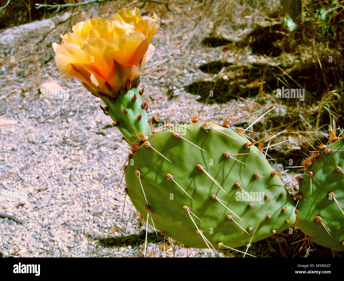 Opuntia erinocarpa, Barker Dam Trail. Stockfoto