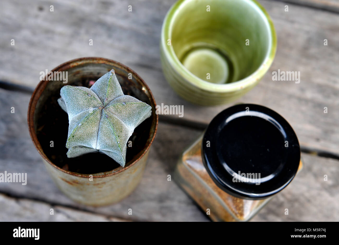 Cactus im Coffee Shop und haben zu können Stockfoto