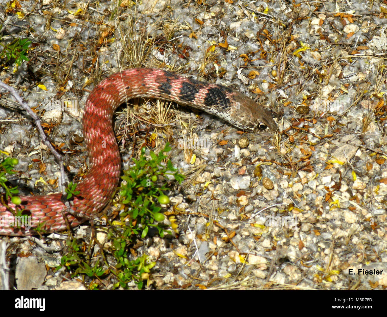 Red Racer (Coluber flagellum Piceus). Stockfoto