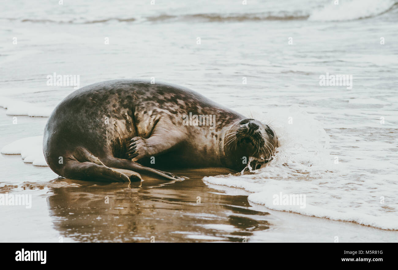 Dichtung lustig Tier Entspannen am Meer in Dänemark Phoca vitulina Ökologie Schutzkonzept skandinavischen Wildnis Stockfoto